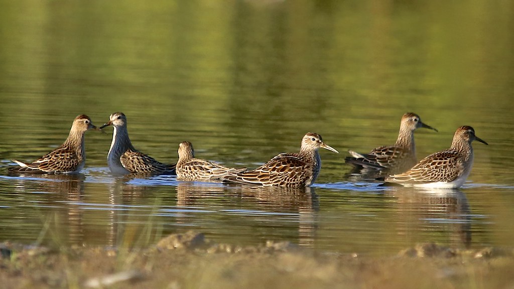 Pectoral sandpipers in the water.