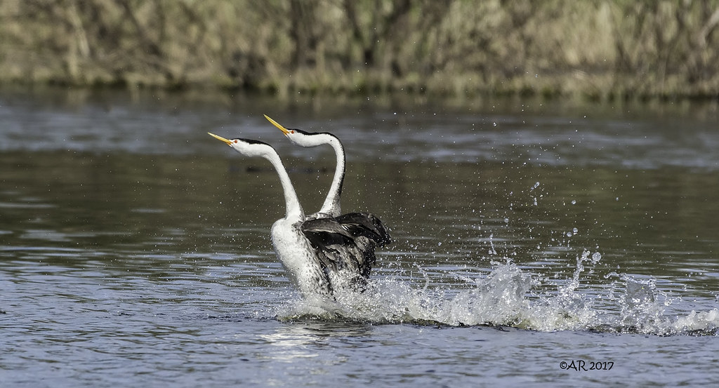 Western grebe performing the "rushing" courtship ritual.