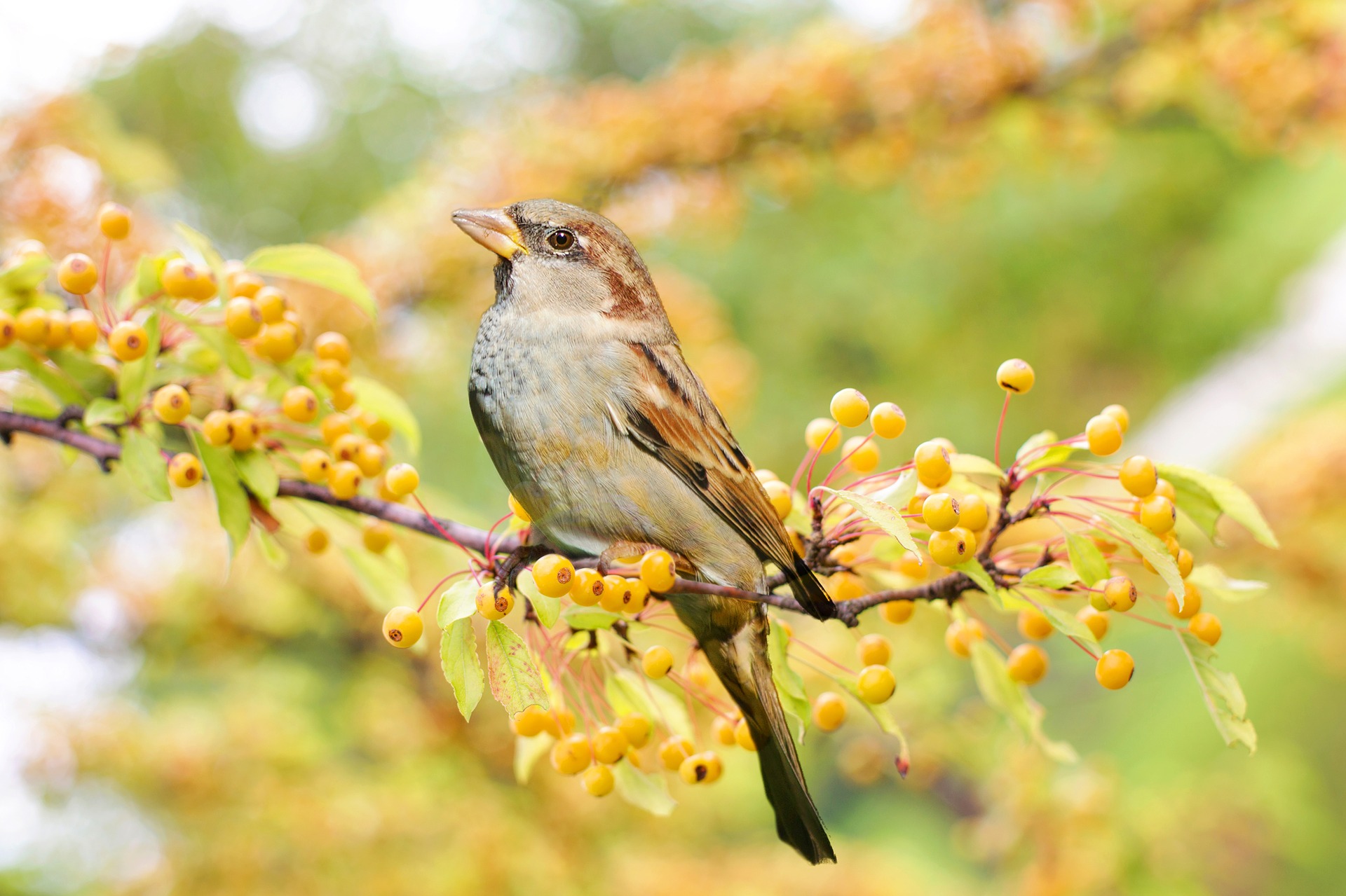 A brown and gray bird sitting on a tree branch with yellow berries.