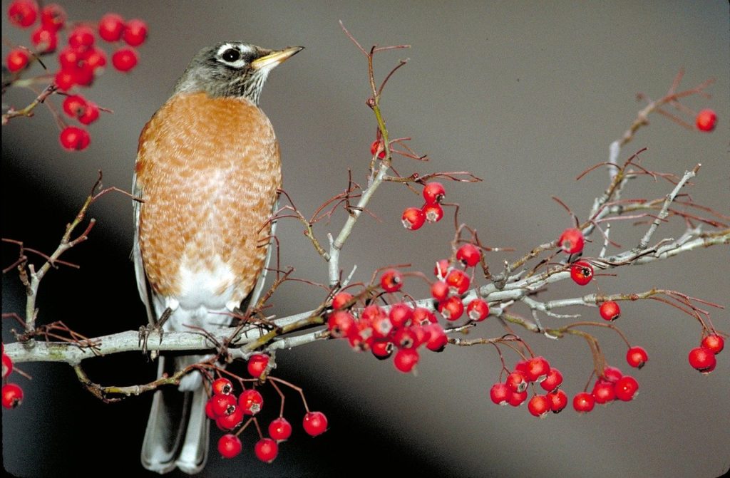 A gray bird with a brown breast sitting on a tree branch with red berries.