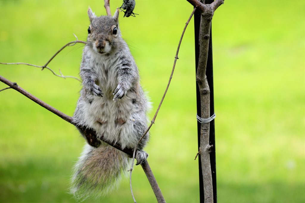 A squirrel sitting on a tree branch.