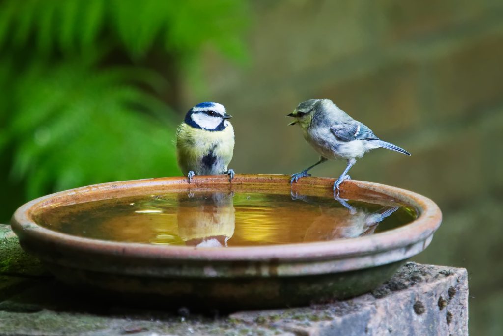 Two blue tit birds perched on a bird bath, having a conversation.
