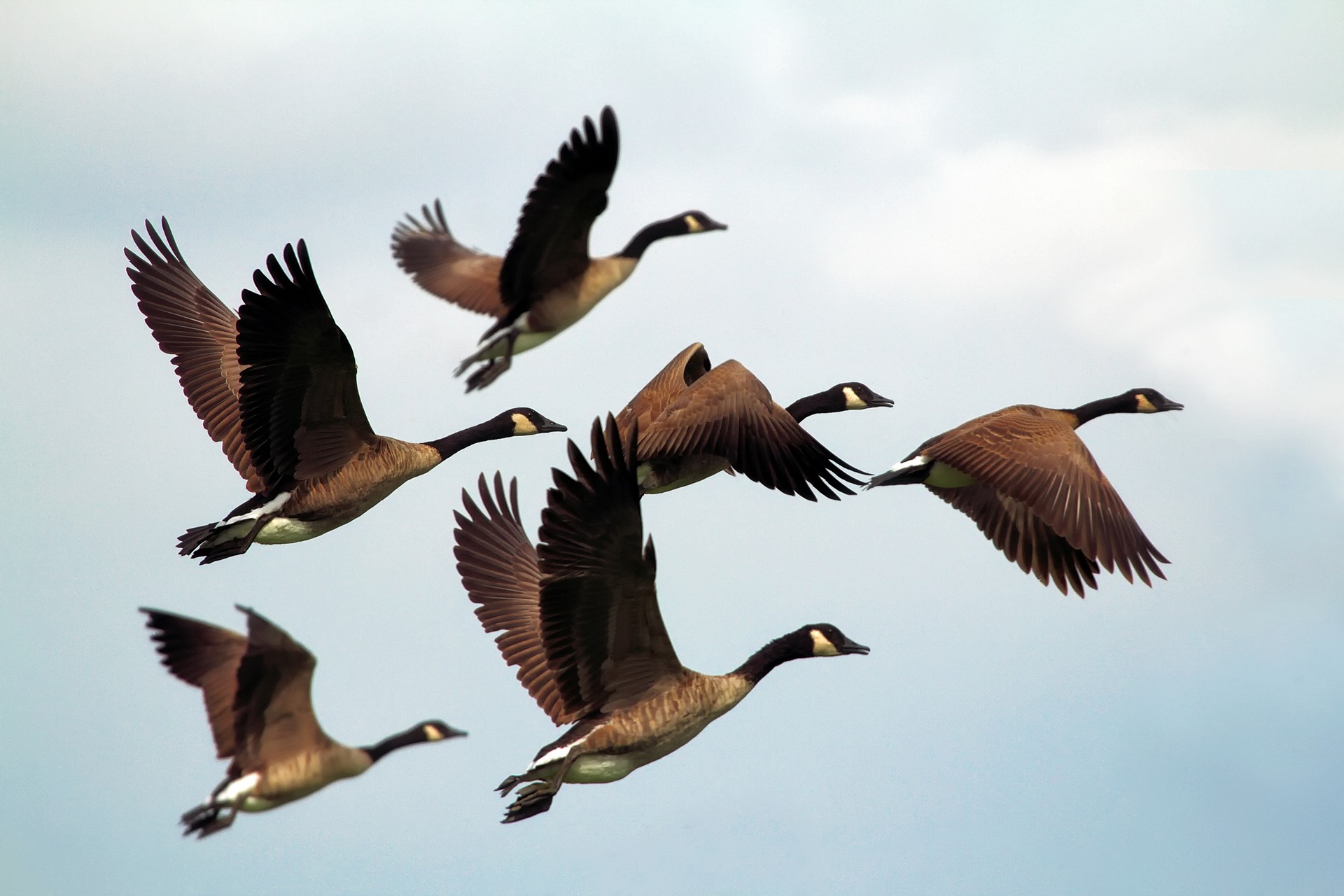 Canadian geese in mid-migration.
