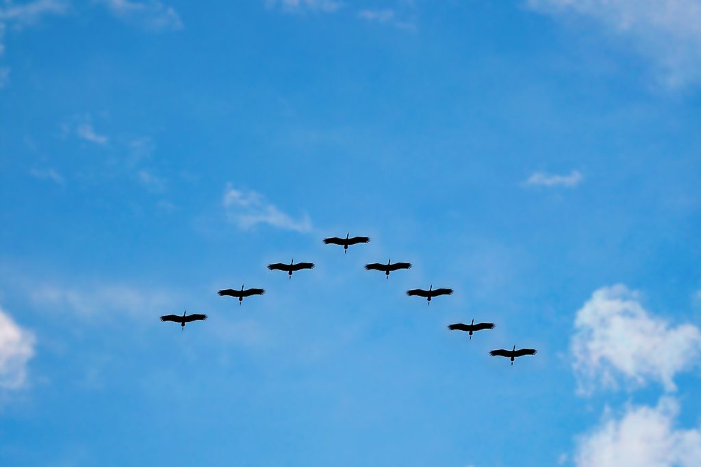 Birds flying in a V formation.