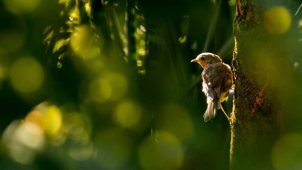 A bird perches on a tree trunk, bathed in sun.
