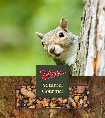 squirrel food