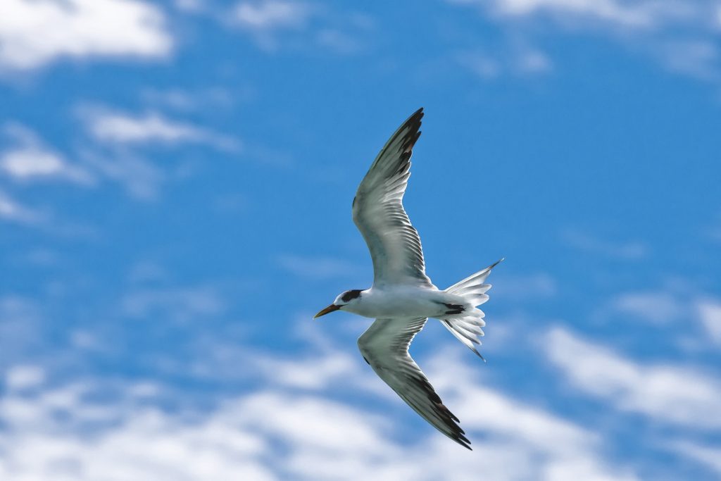 A common tern soars overhead in a blue sky.
