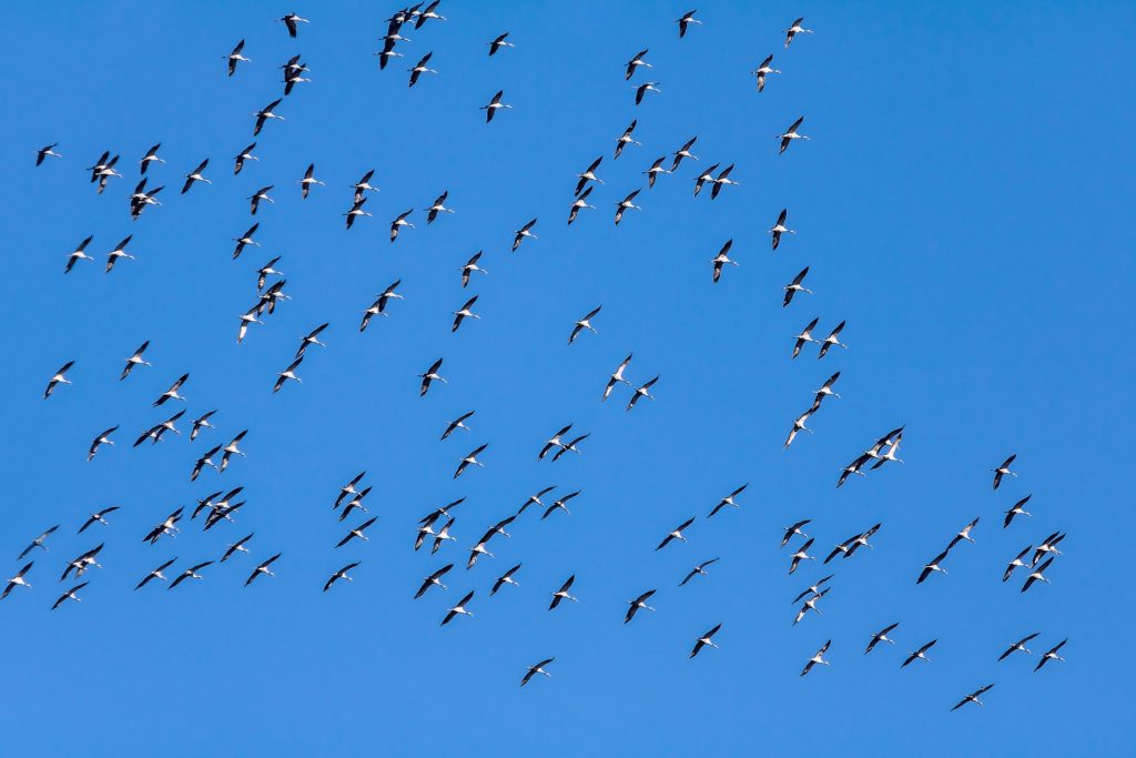 A flock of birds flies overhead in a clear, blue sky.