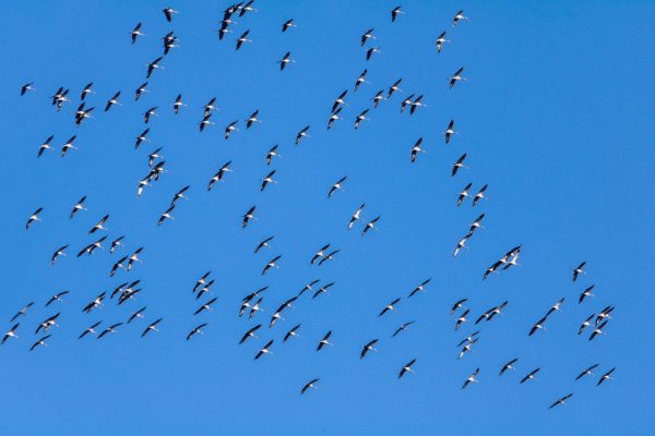 How And Why Birds Migrate (and Why It Matters) – Chirp Nature Center