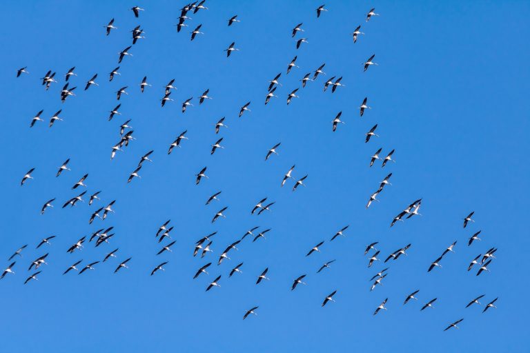 How and Why Birds Migrate (and Why It Matters) – Chirp Nature Center