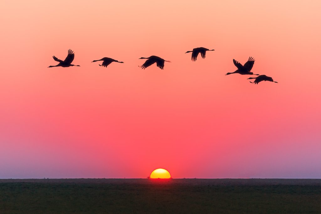 Canadian geese flying over a sunset.