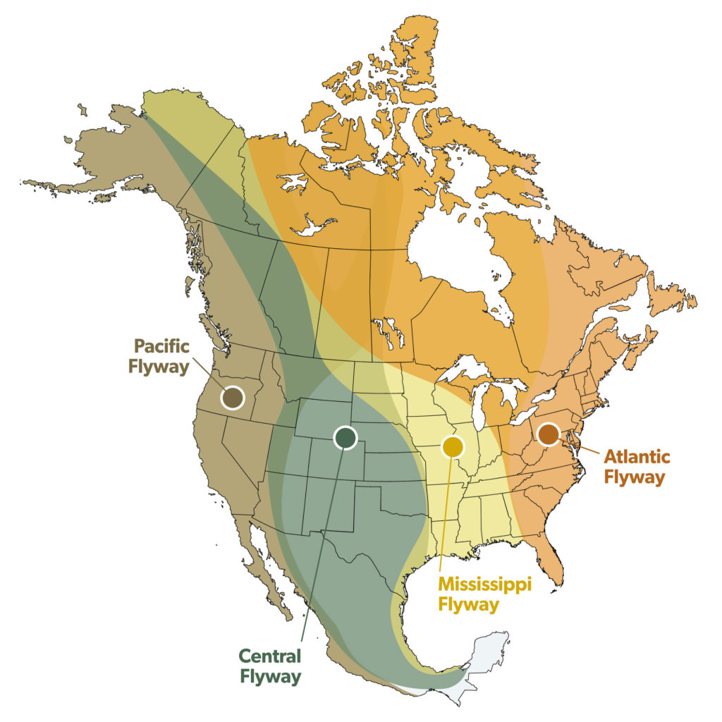 A map of the four flyways of North America.