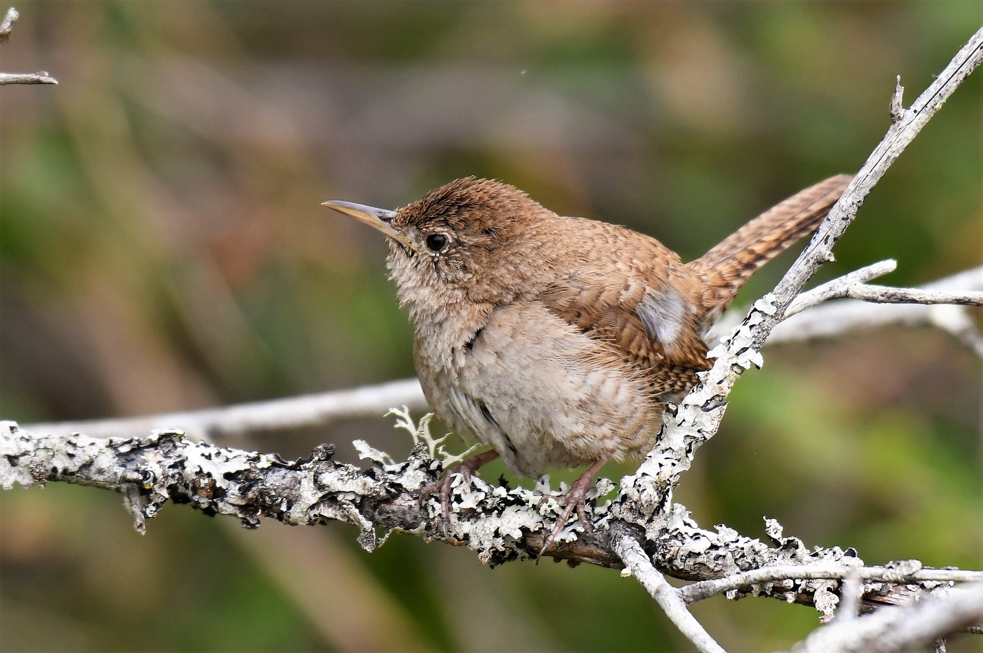 How And Why Birds Migrate (and Why It Matters) – Chirp Nature Center