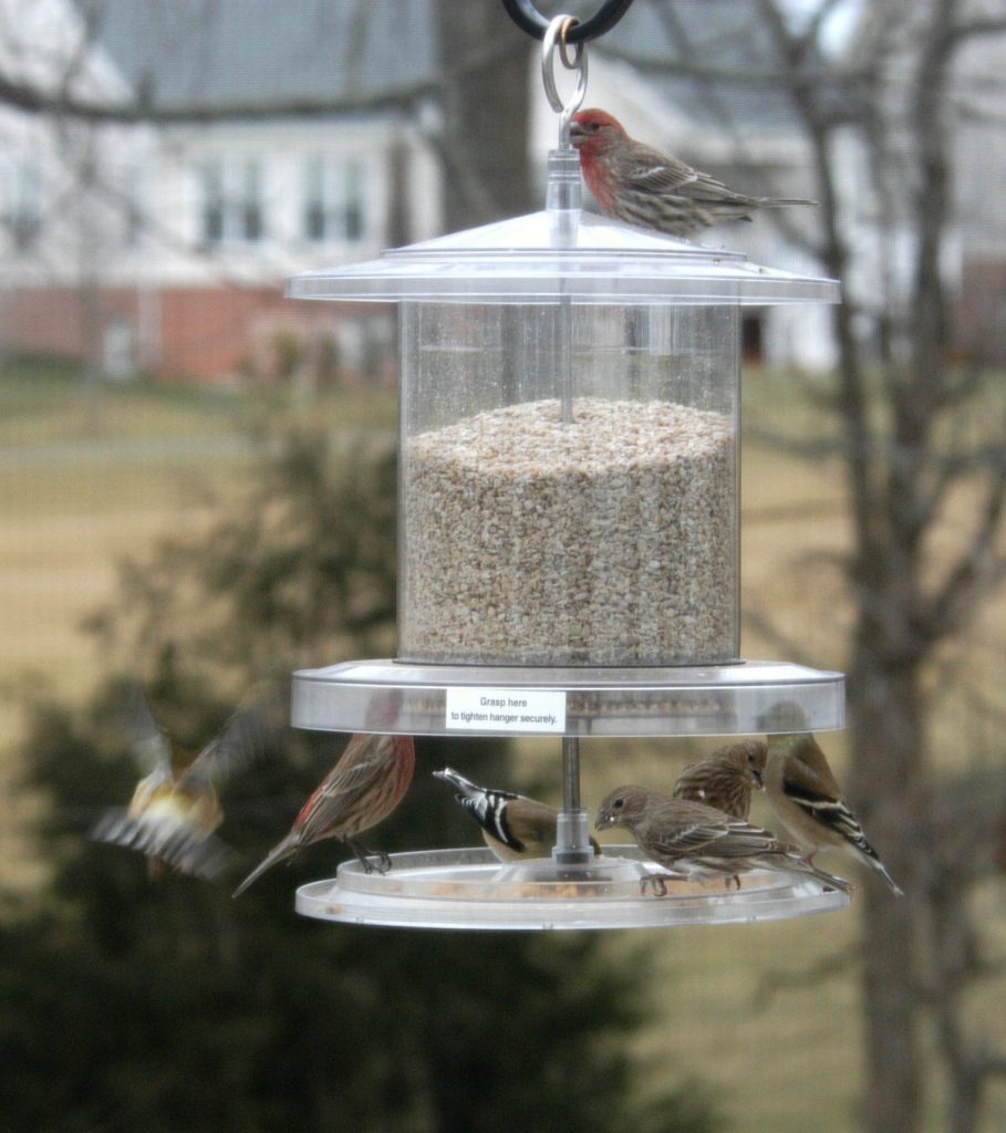 Birds eating at a bird feeder with a built-in seed tray.