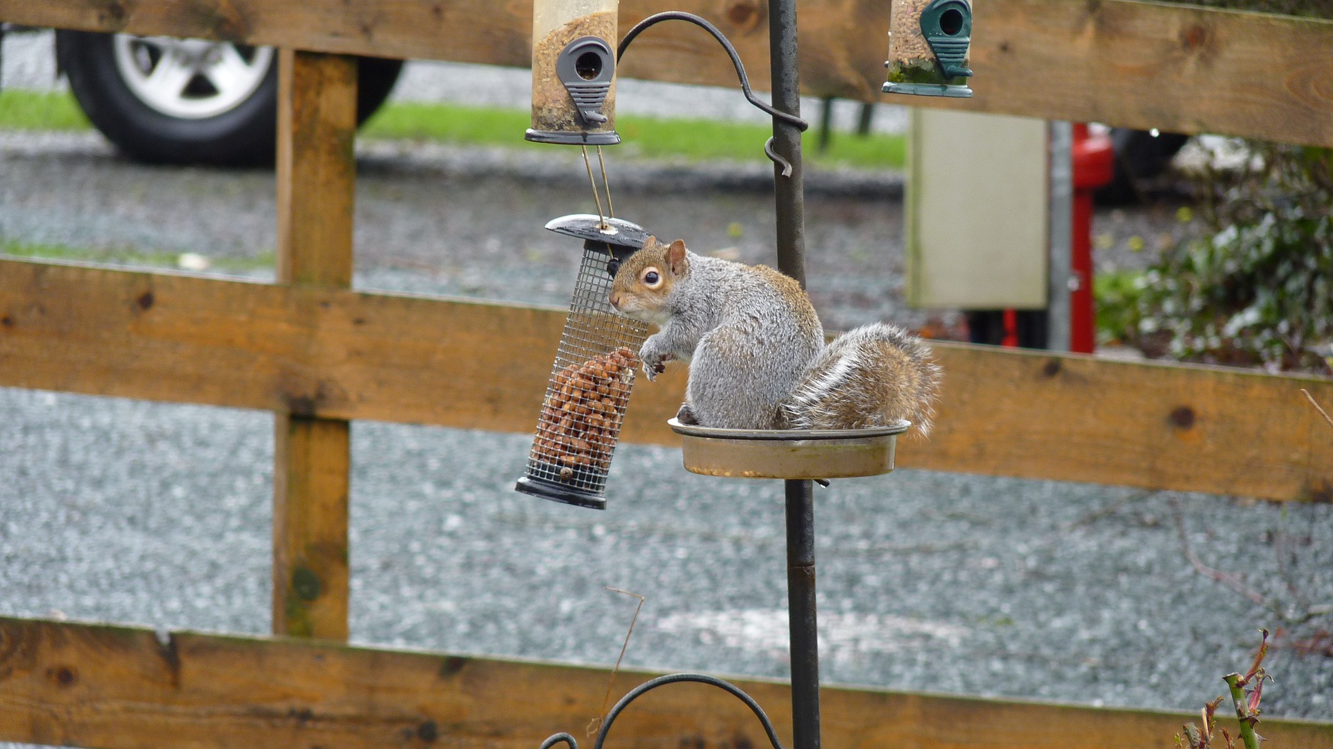 A squirrel trying to break into a backyard bird feeder.