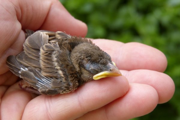 A person holding a baby bird in their hand.