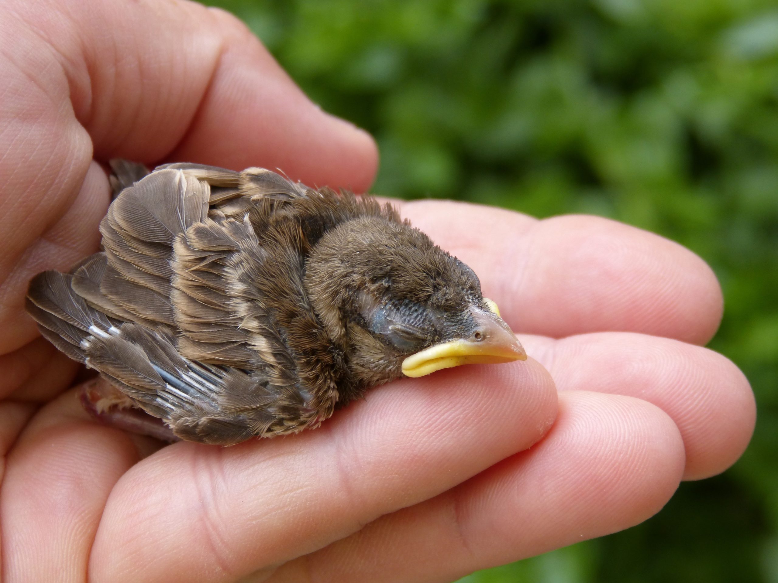 newborn baby blue jay bird