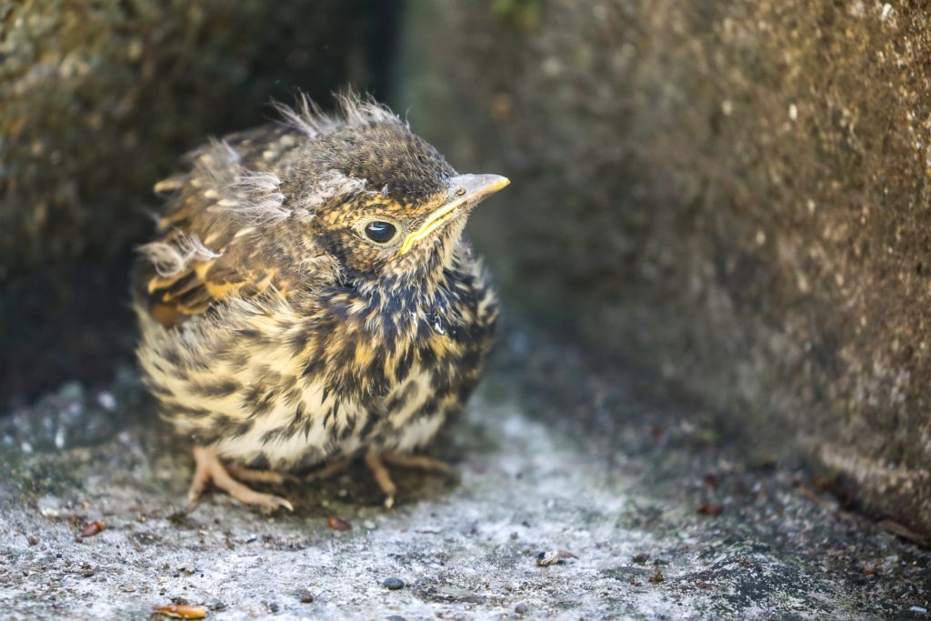 Does that baby bird on the ground need your help? - The Washington Post
