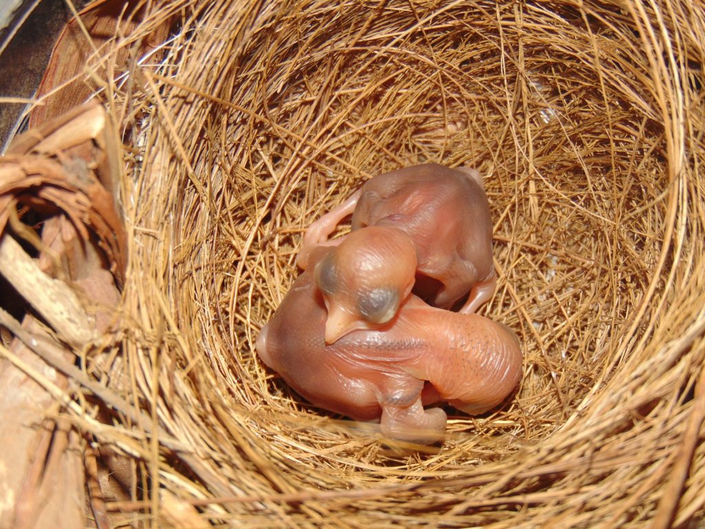 Two hatchlings in a nest.
