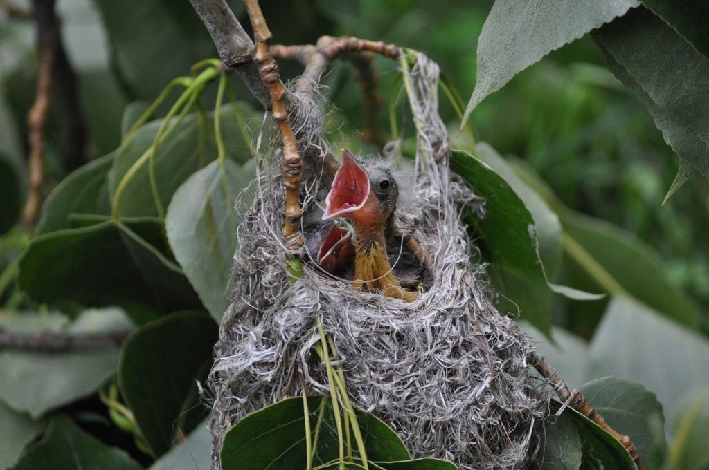Nestlings with open mouths wait for mom to feed them in a nest.