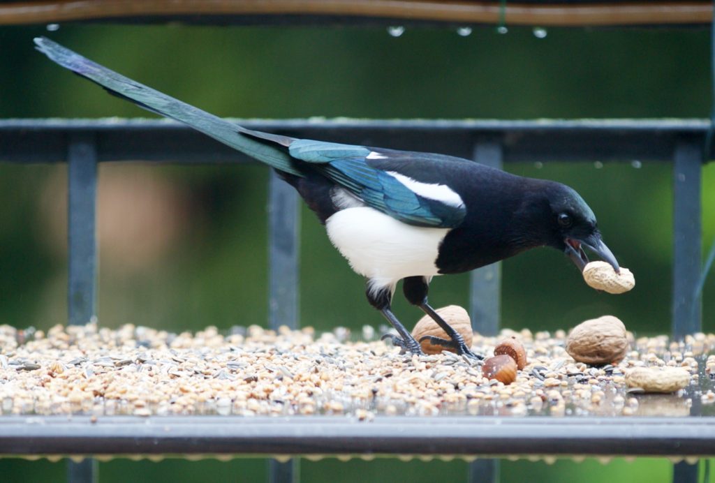 A magpie stealing a peanut.
