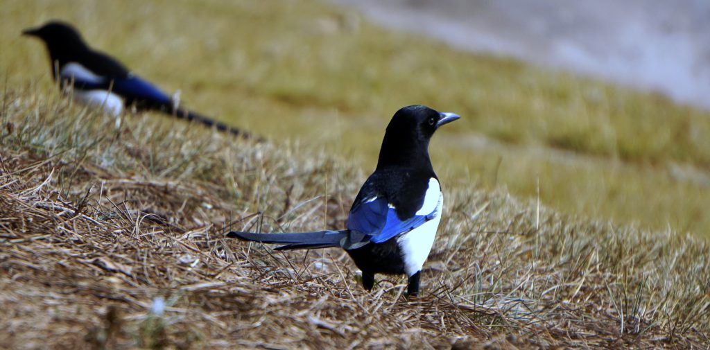 A pair of magpies on the ground.