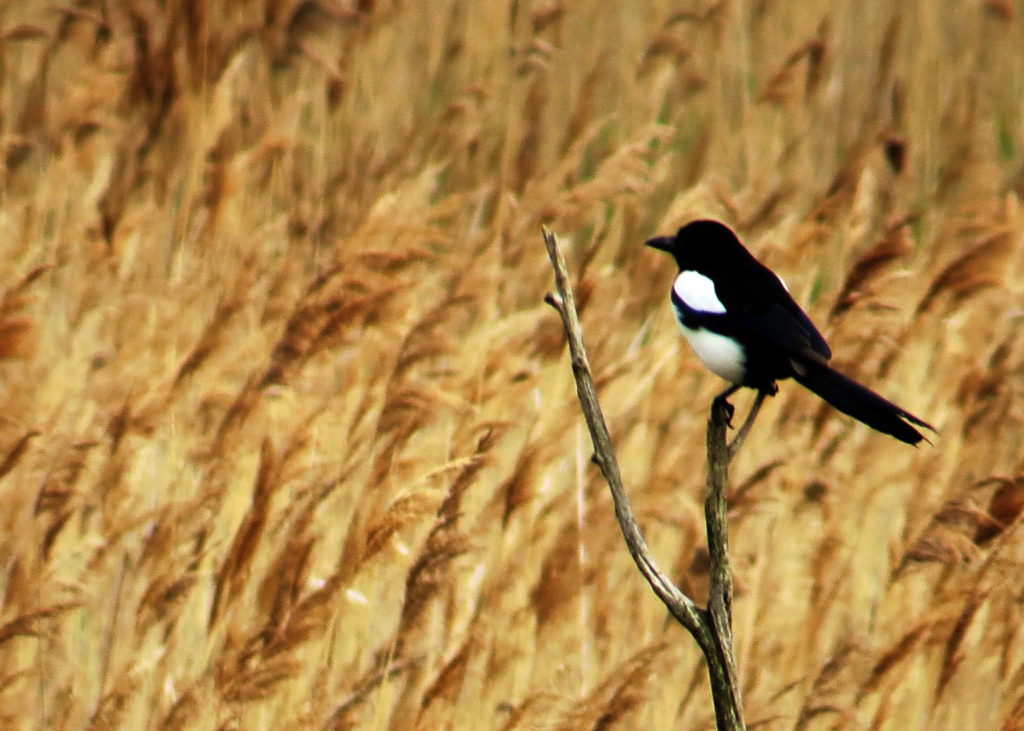 A magpie sitting on a tree branch overlooking a wheat field.
