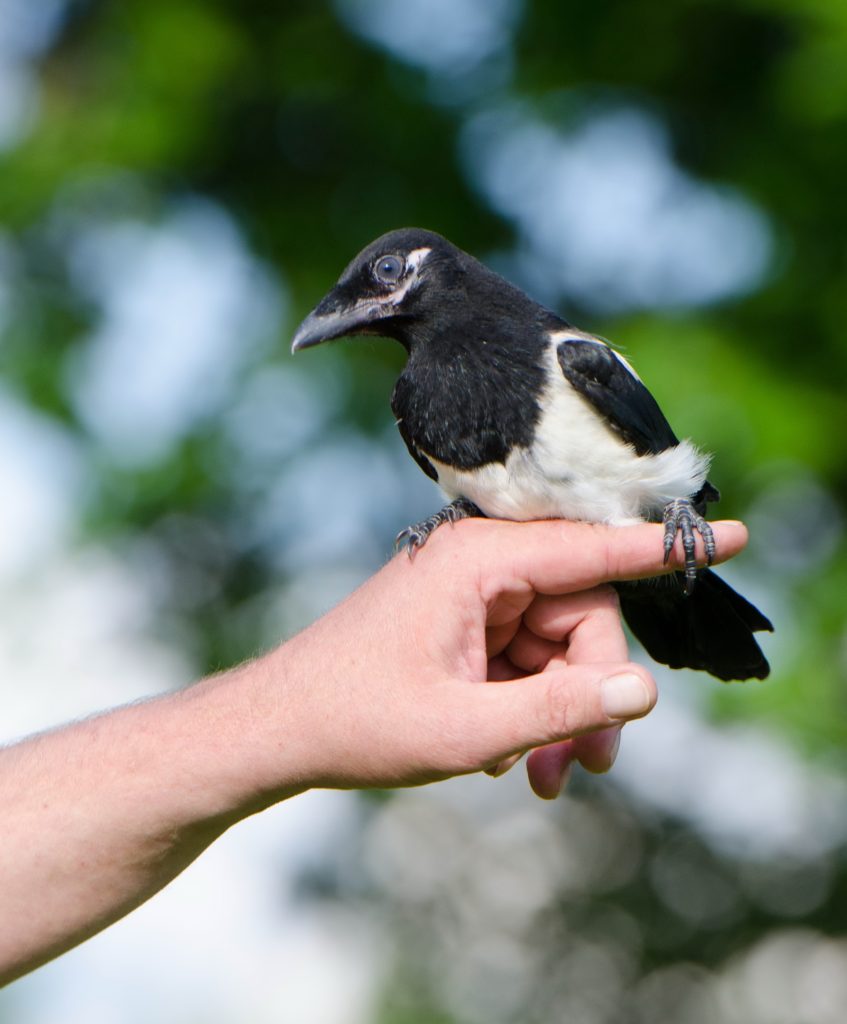 A magpie alighting on a person's hand.