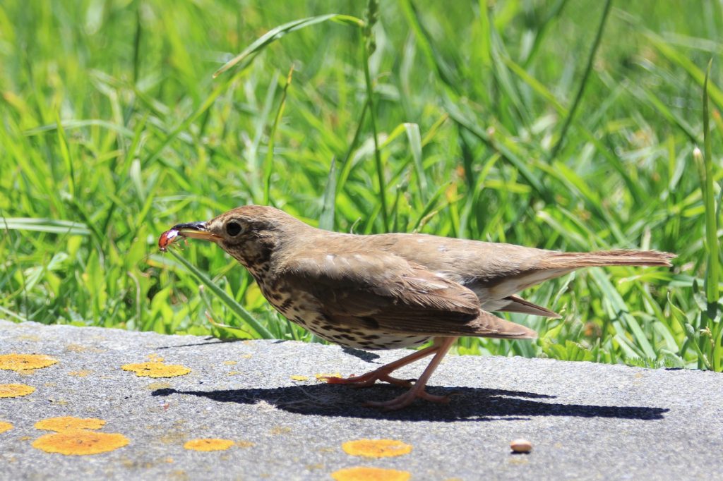A bird on the ground with an insect in its mouth. 