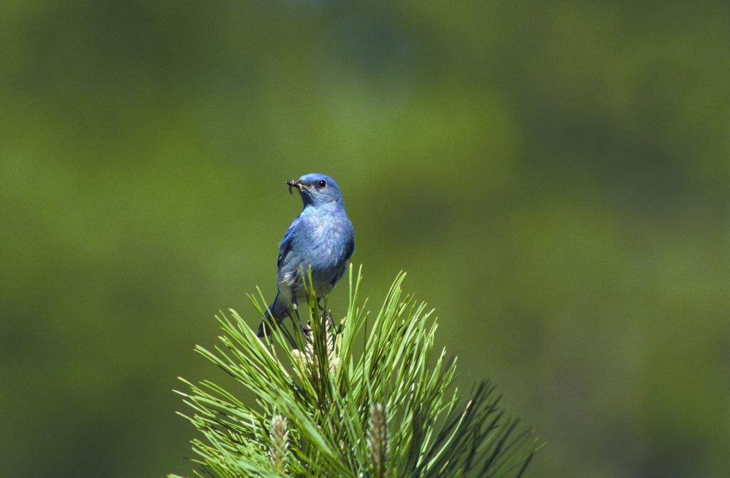 A bluebird eats a worm while atop a tree branch. 