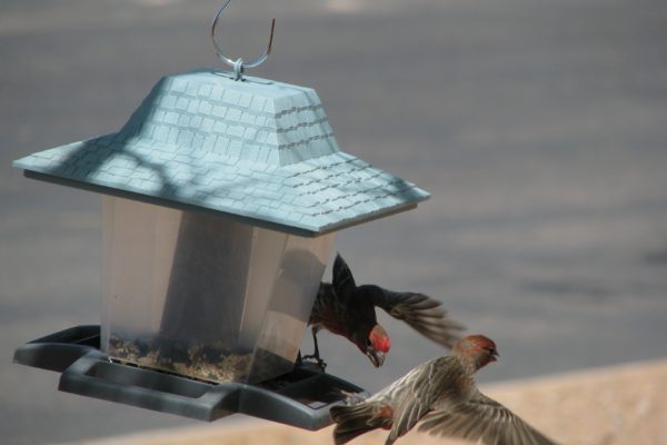 A bully bird drives another bird away from a feeder.