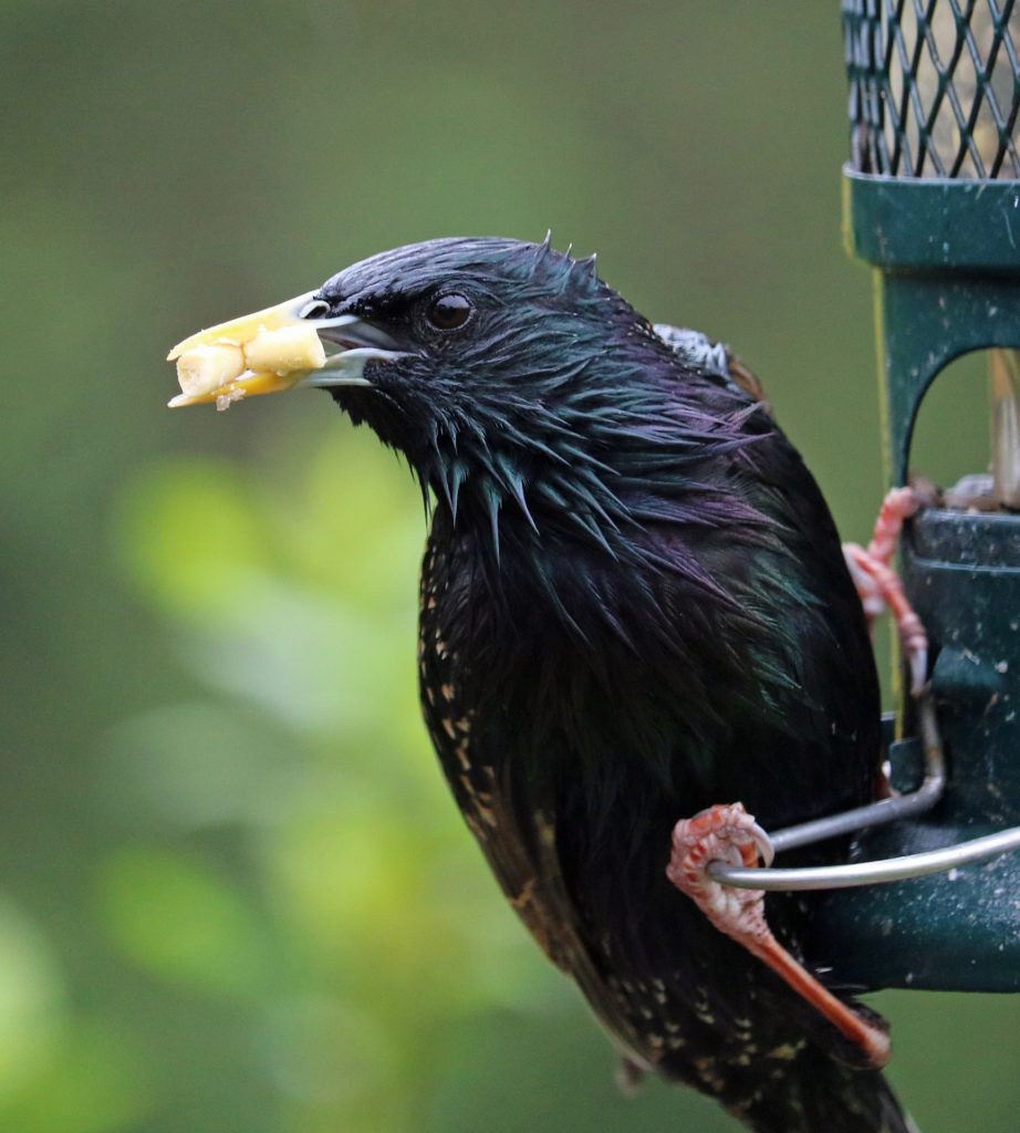 A starling perches on a bird feeder with corn in its beak.
