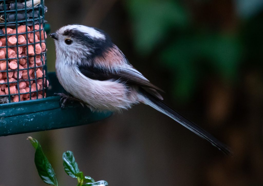 A small bird eats out of a caged bird feeder.