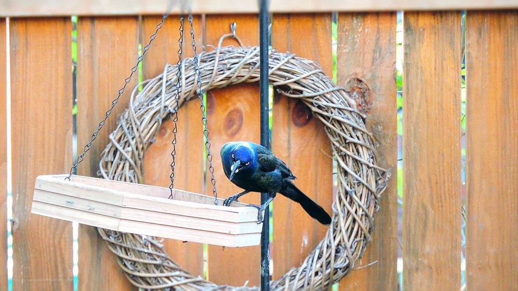 A grackle eats from a tray feeder.