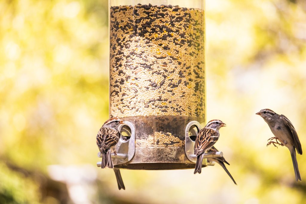 Birds eat peacefully from a bird feeder.