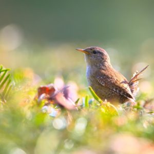 wild bird sitting on a branch