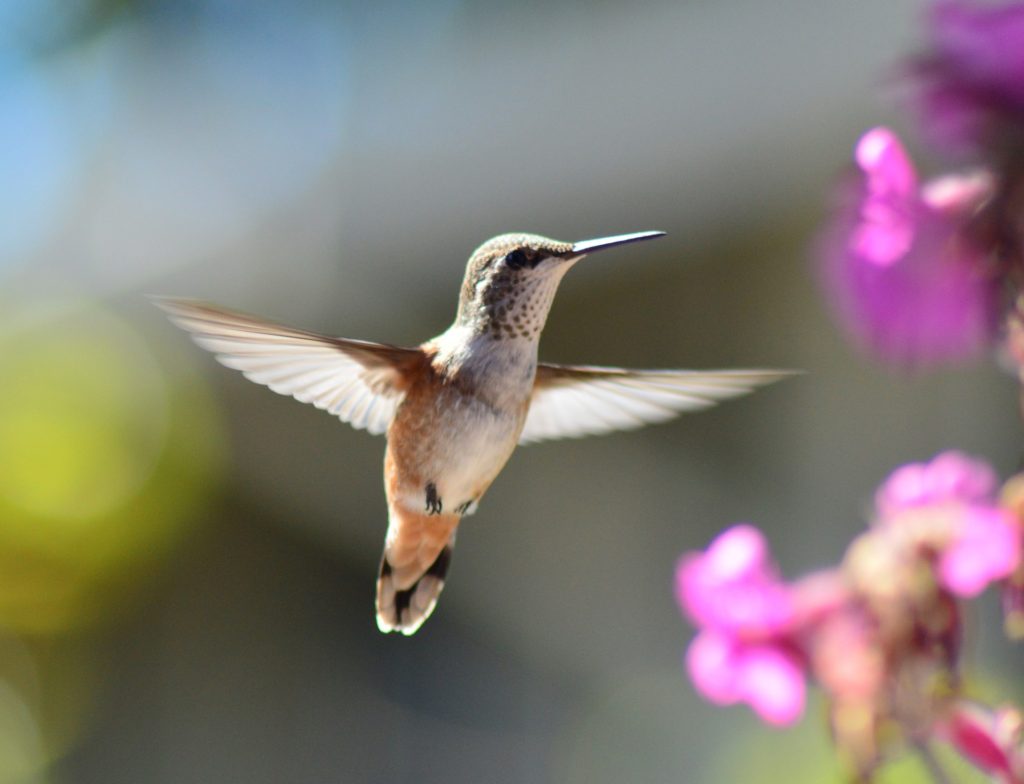 A hummingbird hovers near some fuschia flowers. 