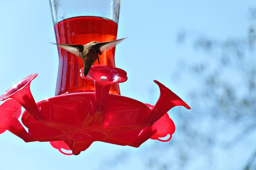 A hummingbird visits a feeder.
