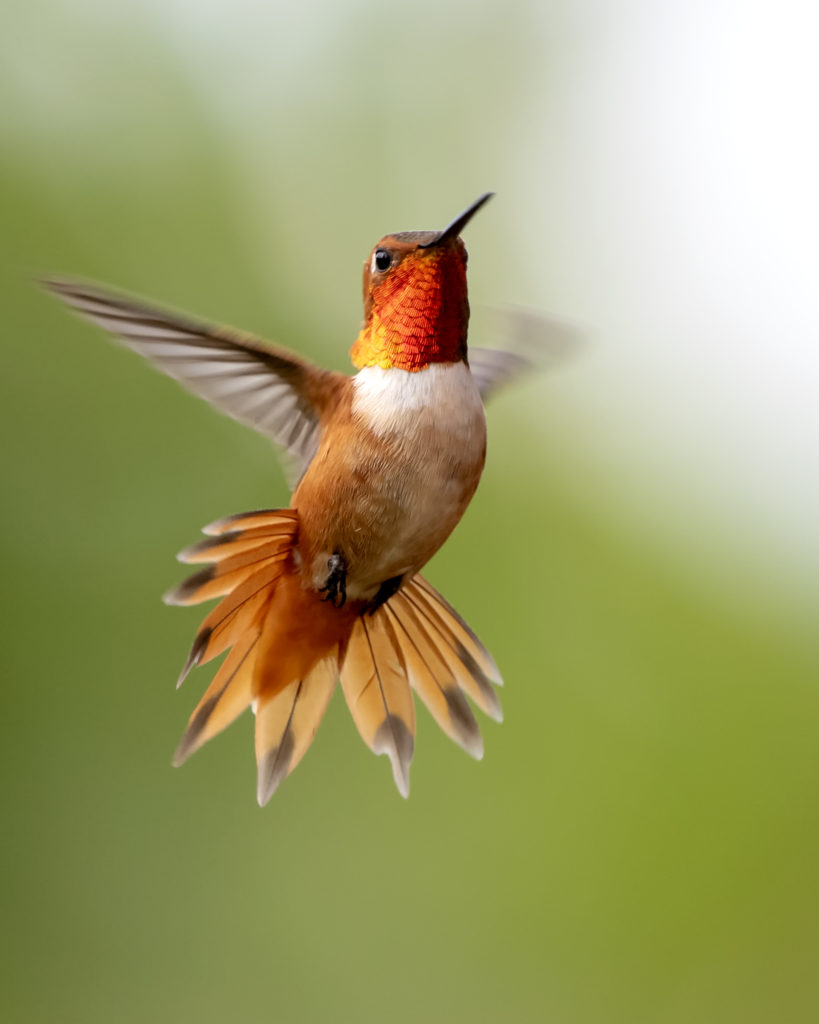 An Allen's hummingbird flaps its wings.

