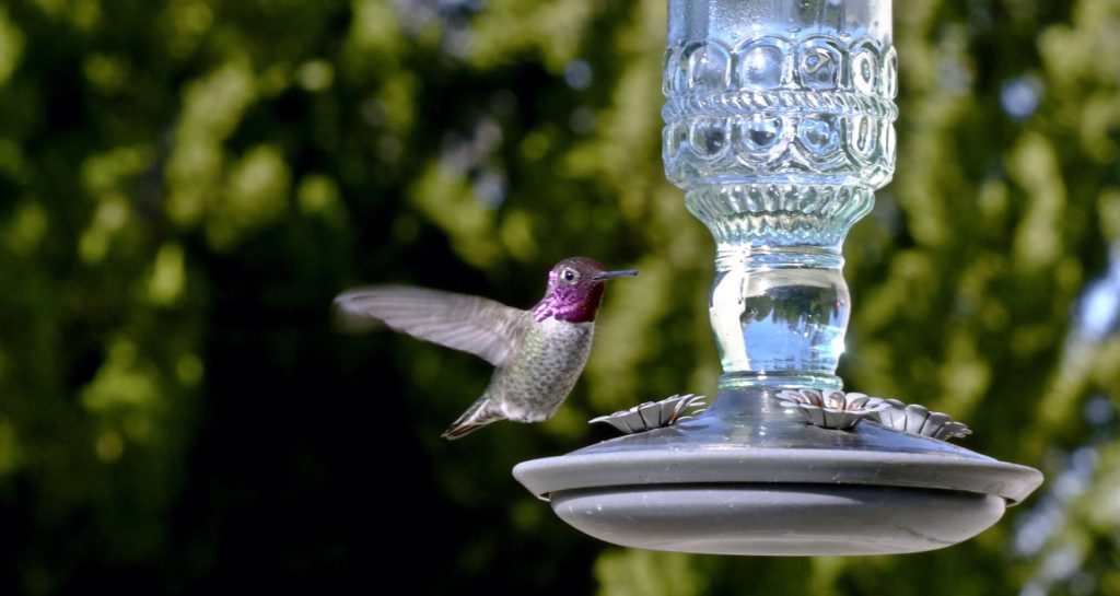 A hummingbird flies close to a feeder to feed.
