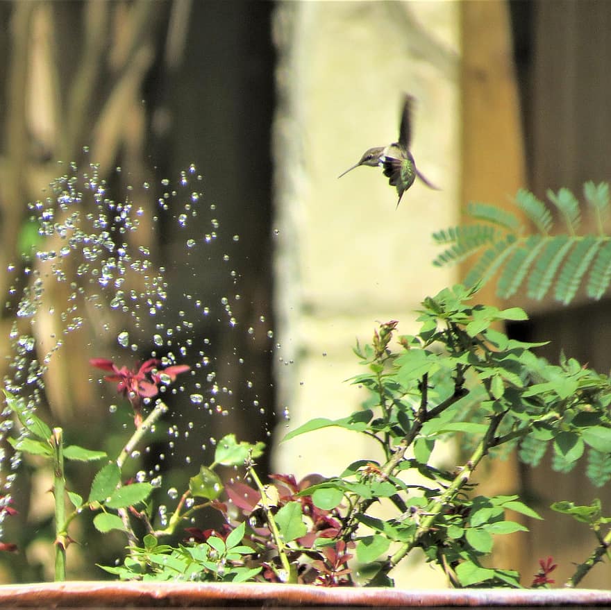 The splashing water of a fountain catches the attention of a hummingbird flying over.
