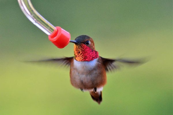 A rufous hummingbird hovers near a bird feeder to feed.