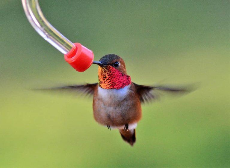 The Ultimate Guide To Hummingbird Feeding Chirp Nature Center 1400