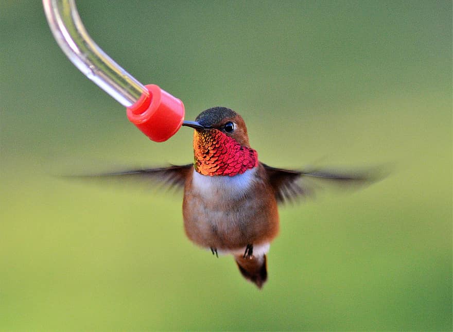 A rufous hummingbird hovers near a bird feeder to feed.