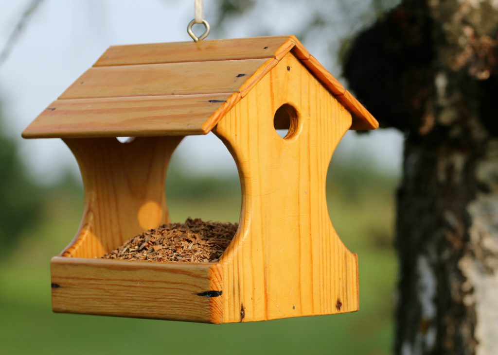 8 Common Bird Feeder Mistakes You Might Be Making (And How to Fix Them)
