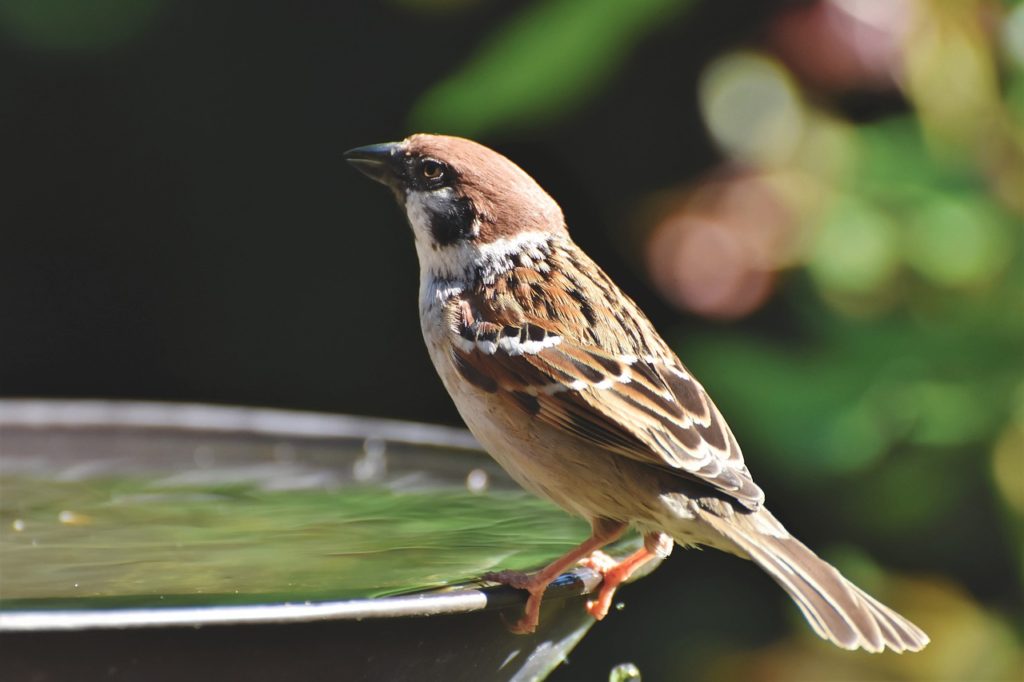 A sparrow perched on the rim of a bird bath.