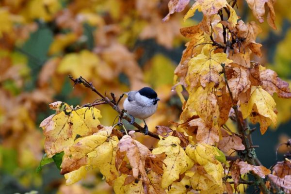 A bird sits atop a tree filled with orange autumn leaves.