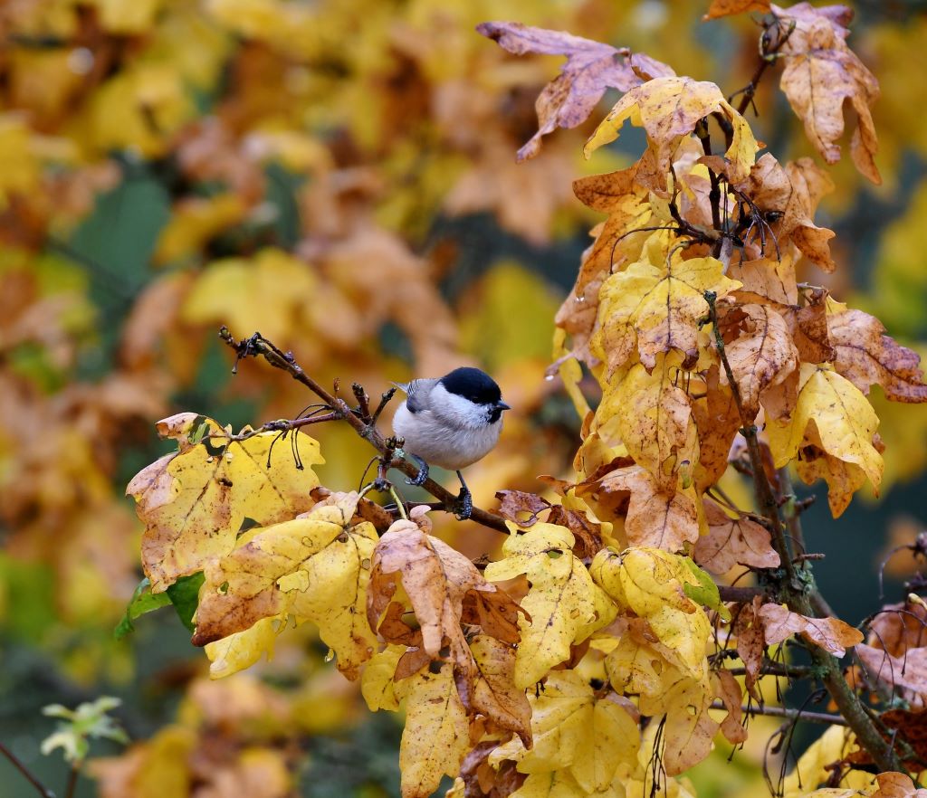 A bird sits atop a tree filled with orange autumn leaves.