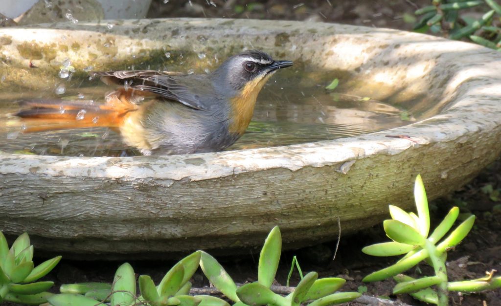 An American Robin frolics in a bird bath.
