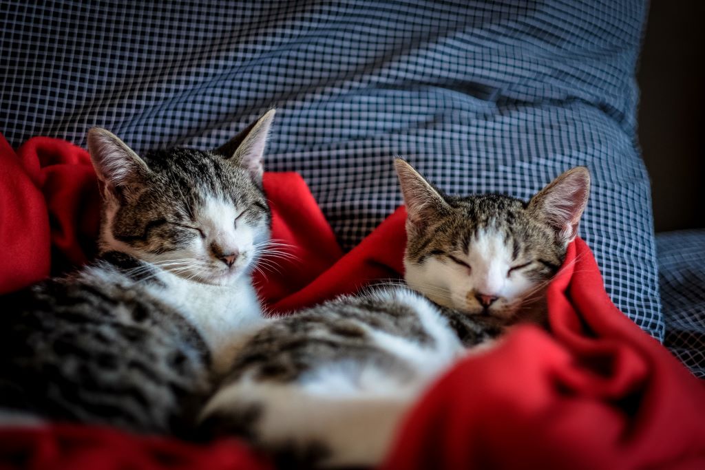 Two cats snuggled up on a red blanket indoors.